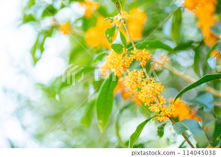 閃亮的橙色桂花 閃亮的橙色桂花 114045038