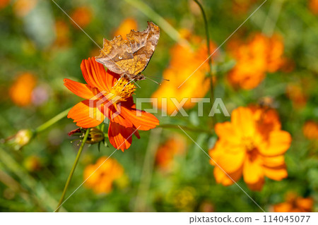 蝴蝶棲息在黃色的波斯菊上 114045077