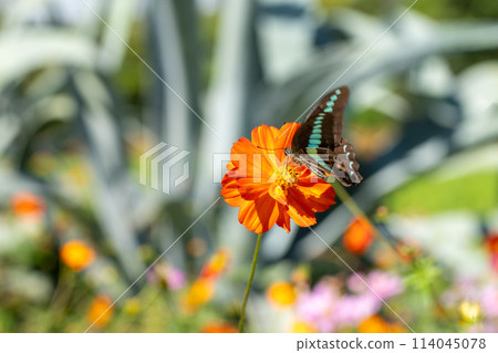 Swallowtail butterfly perched on yellow cosmos 114045078