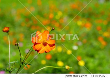 Kibana cosmos flower field 114045079