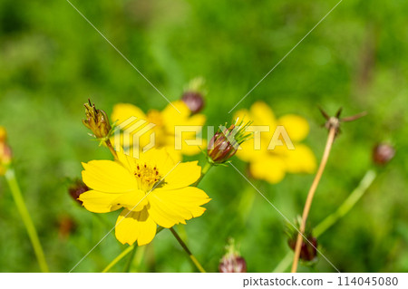 Yellow cosmos flower close-up 114045080