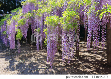 Wisteria Garden, Ushijima's Wisteria, Kasukabe City, Saitama Prefecture 114045094