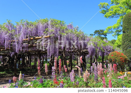 紫藤花園 牛島紫藤 埼玉縣春日部市 紫藤花園 牛島紫藤 埼玉縣春日部市 114045096