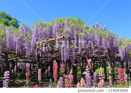 Wisteria Garden, Ushijima's Wisteria, Kasukabe City, Saitama Prefecture 114045098