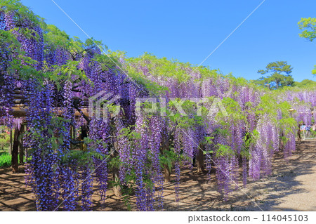 Wisteria Garden, Ushijima's Wisteria, Kasukabe City, Saitama Prefecture 114045103