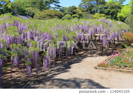 Wisteria Garden, Ushijima's Wisteria, Kasukabe City, Saitama Prefecture 114045105