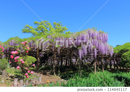 Wisteria Garden, Ushijima's Wisteria, Kasukabe City, Saitama Prefecture 114045117