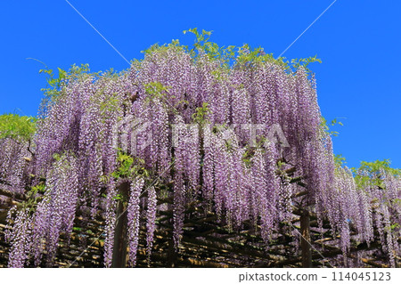 Wisteria Garden, Ushijima's Wisteria, Kasukabe City, Saitama Prefecture 114045123