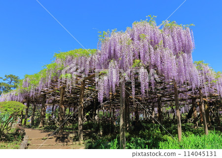 紫藤花園 牛島紫藤 埼玉縣春日部市 114045131