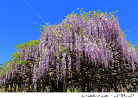 紫藤花園 牛島紫藤 埼玉縣春日部市 114045134