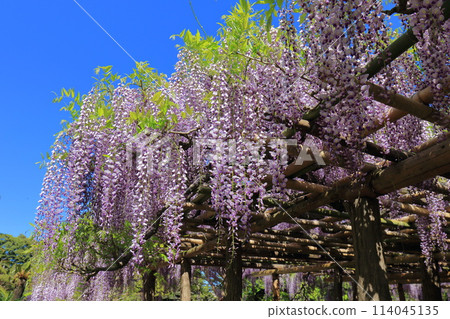 紫藤花園 牛島紫藤 埼玉縣春日部市 114045135
