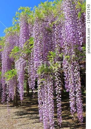 Wisteria Garden, Ushijima's Wisteria, Kasukabe City, Saitama Prefecture 114045140