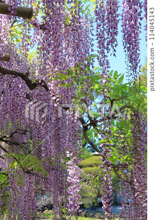 Wisteria Garden, Ushijima's Wisteria, Kasukabe City, Saitama Prefecture Wisteria Garden, Ushijima's Wisteria, Kasukabe City, Saitama Prefecture 114045143