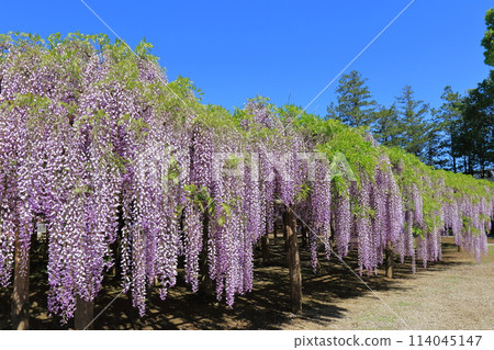 Wisteria Garden, Ushijima's Wisteria, Kasukabe City, Saitama Prefecture Wisteria Garden, Ushijima's Wisteria, Kasukabe City, Saitama Prefecture 114045147