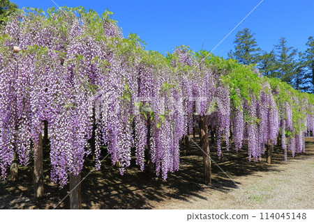 紫藤花園 牛島紫藤 埼玉縣春日部市 紫藤花園 牛島紫藤 埼玉縣春日部市 114045148