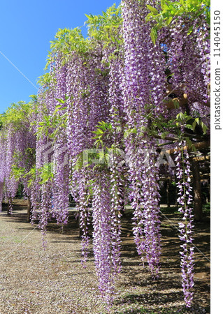 紫藤花園 牛島紫藤 埼玉縣春日部市 114045150