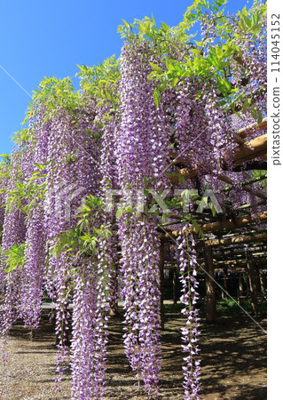 Wisteria Garden, Ushijima's Wisteria, Kasukabe City, Saitama Prefecture 114045152