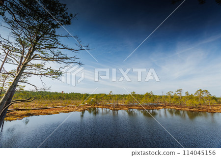 Viru Bog Viru Raba peat swamp, Estonia Viru Bog Viru Raba peat swamp, Estonia 114045156