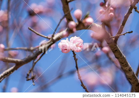 Have the plum blossoms bloomed? Early spring light 114045175