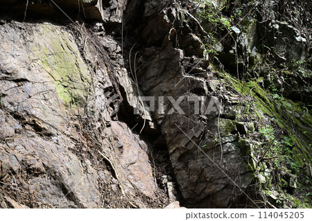 森林公路旁的岩石 114045205