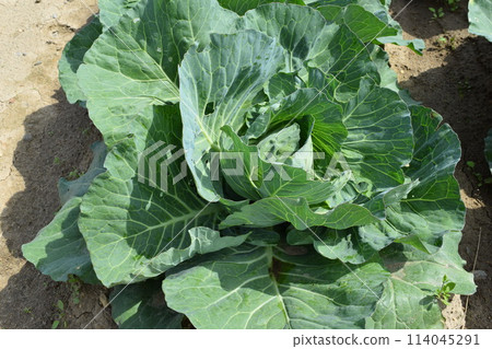 Cabbage field Shonai, Yamagata Prefecture Cabbage field Shonai, Yamagata Prefecture 114045291