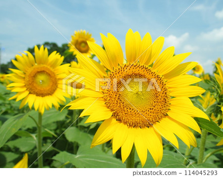 Sunflowers and blue sky in a flower field Sunflowers and blue sky in a flower field 114045293