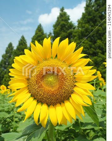 花園裡的向日葵和藍天 114045294