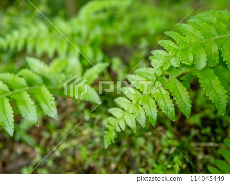 綠色奇蹟 114045449