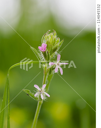 白色曼特瑪與粉紅色的花朵 114045532