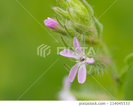 Pink flowers of Silene monadelpha 114045533