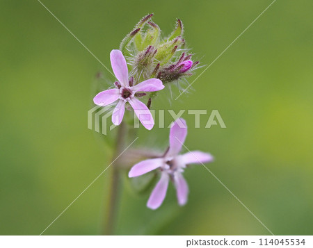 白色曼特瑪與粉紅色的花朵 白色曼特瑪與粉紅色的花朵 114045534