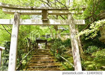 Torii gate and fresh greenery at Yamashina Shoten (Sourin-in) in Kyoto City Torii gate and fresh greenery at Yamashina Shoten (Sourin-in) in Kyoto City 114045632