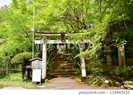 Torii gate and fresh greenery at Yamashina Shoten (Sourin-in) in Kyoto City 114045635