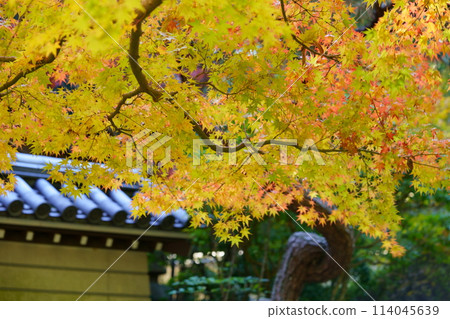 Autumn leaves on the famous approach to Akishinoji Temple in autumn, a temple in Nara 114045639