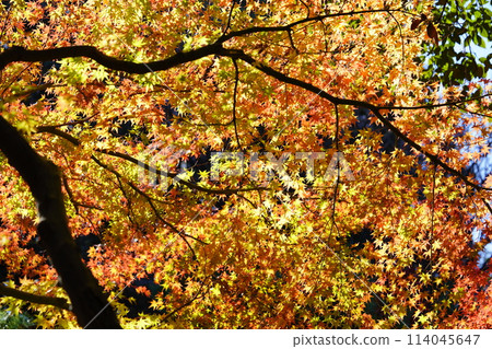 秋筱寺的秋葉，是奈良的一座寺廟，秋天著名的道路上 114045647