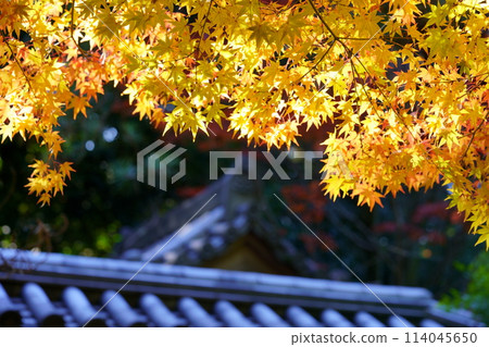 Autumn leaves on the famous approach to Akishinoji Temple in autumn, a temple in Nara Autumn leaves on the famous approach to Akishinoji Temple in autumn, a temple in Nara 114045650