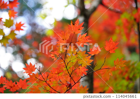 Bright red maple in the shade of Kyoto Bright red maple in the shade of Kyoto 114045661