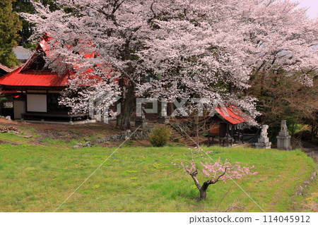 Nakano, Minami-Alps City, Yamanashi Prefecture: Cherry blossoms in full bloom in the grounds of Suwa Shrine, a hidden cherry blossom spot 114045912