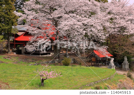 Nakano, Minami-Alps City, Yamanashi Prefecture: Cherry blossoms in full bloom in the grounds of Suwa Shrine, a hidden cherry blossom spot 114045913