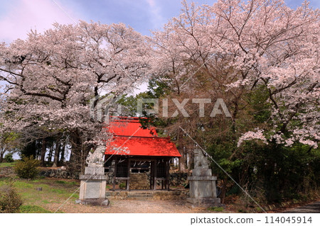 Nakano, Minami-Alps City, Yamanashi Prefecture: Cherry blossoms in full bloom in the grounds of Suwa Shrine, a hidden cherry blossom spot 114045914
