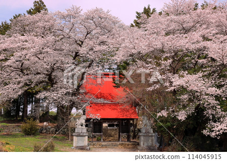 Nakano, Minami-Alps City, Yamanashi Prefecture: Cherry blossoms in full bloom in the grounds of Suwa Shrine, a hidden cherry blossom spot 114045915