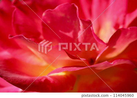 Pink yellow rose flower. Macro flowers background for holiday design. Soft focus 114045960