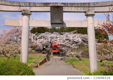 山梨縣南阿爾卑斯市中野,諏訪神社的鳥居和庭園裡盛開的櫻花。 山梨縣南阿爾卑斯市中野,諏訪神社的鳥居和庭園裡盛開的櫻花。 114046528