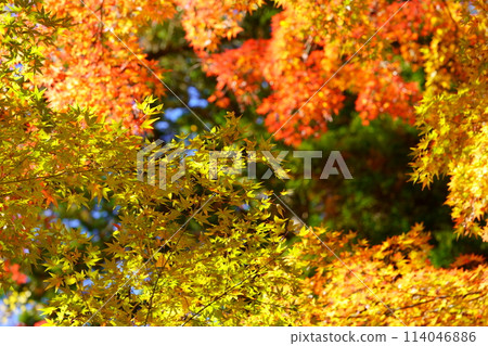 Kyoto, Wazuka, Looking up at the fantastic beauty 3 114046886