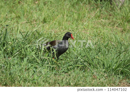 Moorhen Waterfowl Moorhen Waterfowl 114047102