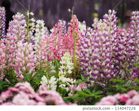 Pretty lupine Pretty lupine 114047226