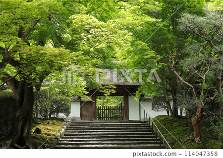 京都安樂寺綠楓 京都安樂寺綠楓 114047358