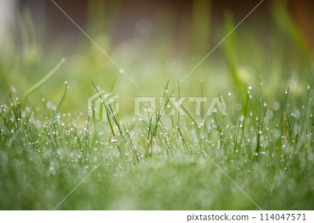 Delicate detail of the dewdrops evoking the vitality and tranquility 114047571