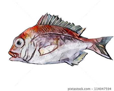 Hand drawn sea bream Hand drawn sea bream 114047594