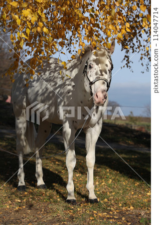 Beautiful appallosa stallion under the birch tree 114047714